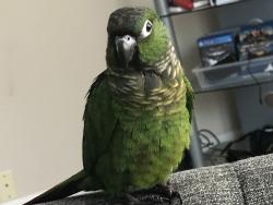 Lost Female Bird last seen 13-mile and Haggerty, Novi, MI 48331