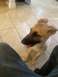 Reunited Male Dog last seen Channel Islands and Ventura Rd, Oxnard, CA 93035