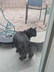 Found/Stray Unknown Cat last seen Backyard of my hse, Rio Rancho, NM 87124