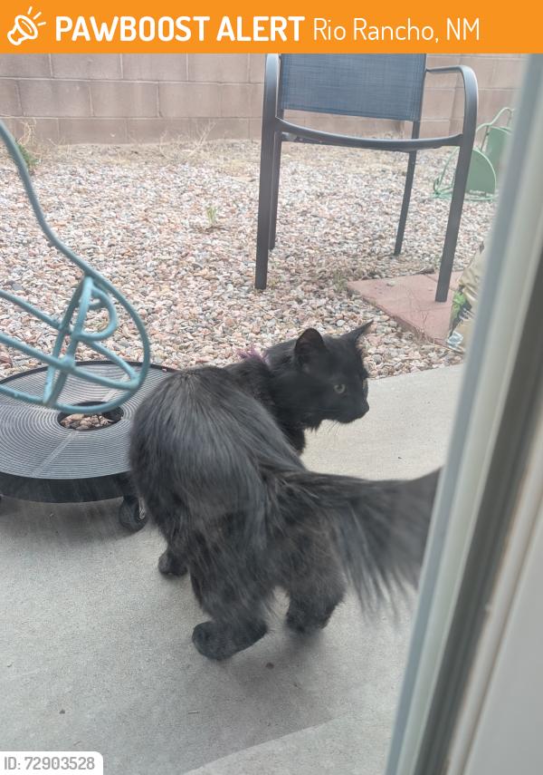 Found/Stray Unknown Cat last seen Backyard of my hse, Rio Rancho, NM 87124
