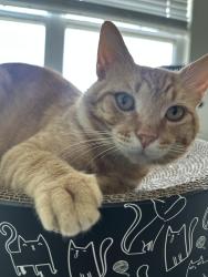 Lost Male Cat last seen Hammerstone Drive and Middlebury Farms, San Antonio, TX 78221