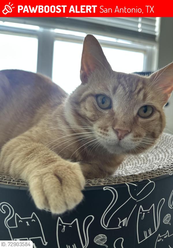 Lost Male Cat last seen Hammerstone Drive and Middlebury Farms, San Antonio, TX 78221