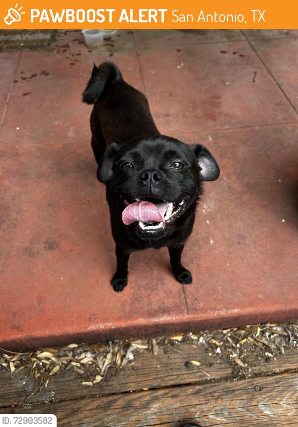 Found/Stray Male Dog last seen W. Salinas , San Antonio, TX 78207