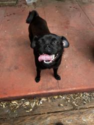 Found/Stray Male Dog last seen W. Salinas , San Antonio, TX 78207