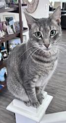 Lost Female Cat last seen Via Moraga and Yosemite, Merced, CA 95340