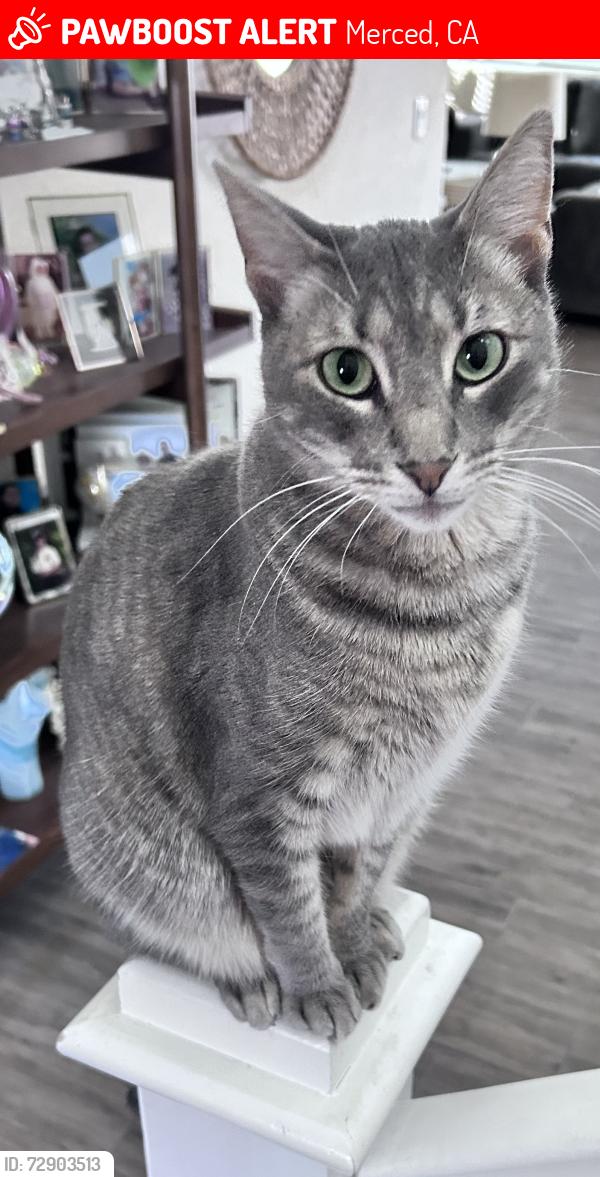 Lost Female Cat last seen Via Moraga and Yosemite, Merced, CA 95340
