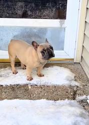 Lost Female Dog last seen Griggs/nelson/orville area, Grand Rapids, MI 49507