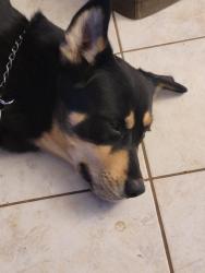Lost Male Dog last seen Little Water Dr Columbus Ohio 43223, Columbus, OH 43223