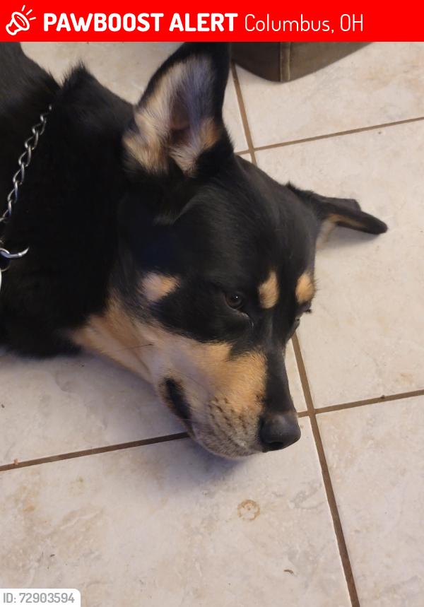 Lost Male Dog last seen Little Water Dr Columbus Ohio 43223, Columbus, OH 43223