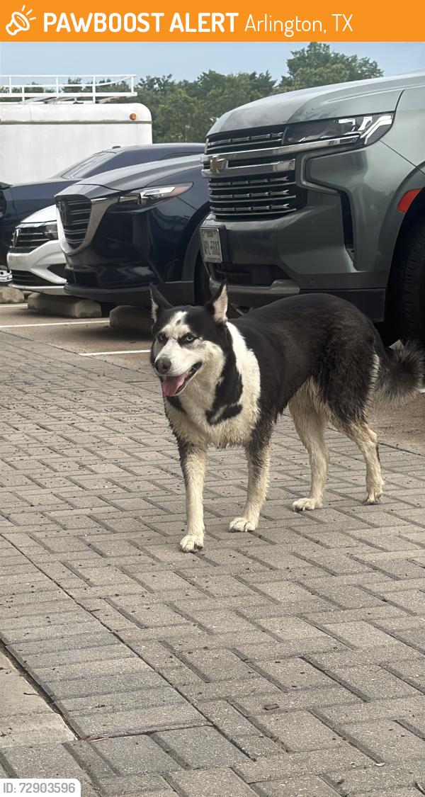 Found/Stray Unknown Dog last seen Near cidercade , Arlington, TX 76011