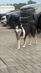 Found/Stray Unknown Dog last seen Near cidercade , Arlington, TX 76011