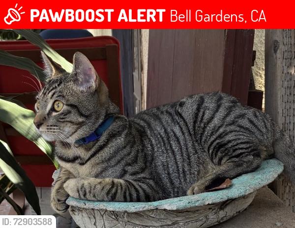 Lost Male Cat last seen Gage y perry, Bell Gardens, CA 90201