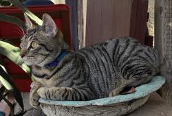 Lost Male Cat last seen Gage y perry, Bell Gardens, CA 90201