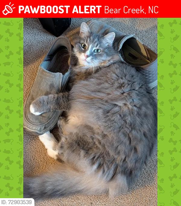 Lost Male Cat last seen Lydia Perry Rd, Jourdan Acres Dr, Bear Creek, NC 27207