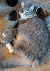 Lost Male Cat last seen Lydia Perry Rd, Jourdan Acres Dr, Bear Creek, NC 27207