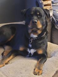 Lost Male Dog last seen Near little Water Dr Columbus Ohio 44333, Columbus, OH 43223