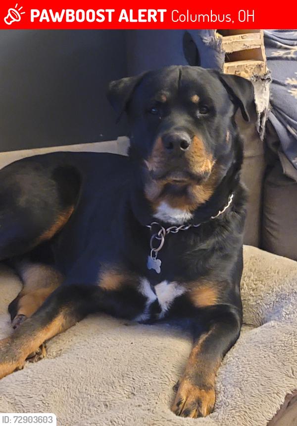 Lost Male Dog last seen Near little Water Dr Columbus Ohio 44333, Columbus, OH 43223