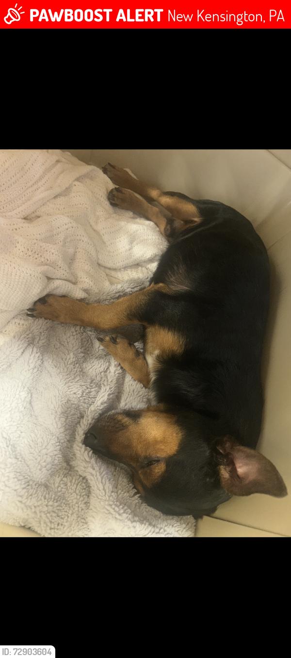 Lost Male Dog last seen Kensigton st, New Kensington, PA 15068