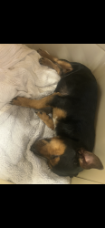 Lost Male Dog last seen Kensigton st, New Kensington, PA 15068