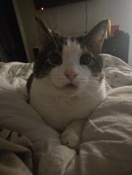 Reunited Male Cat last seen The top or rasor rd, Belfair, WA 98528