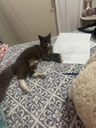 Lost Male Cat last seen Near union ave , San Jose, CA 95124