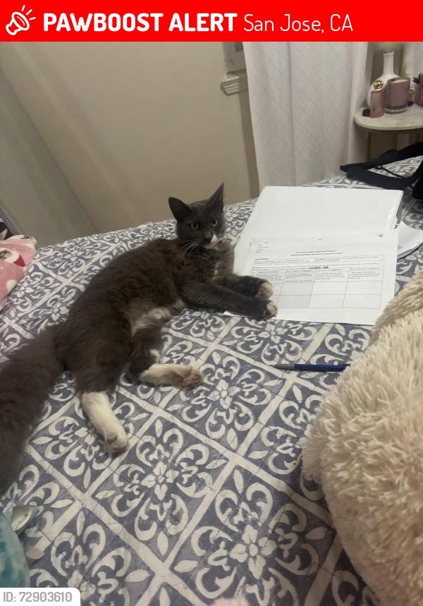 Lost Male Cat last seen Near union ave, San Jose, CA 95124