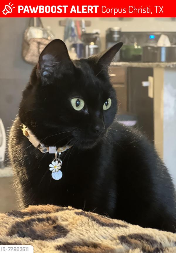 Lost Female Cat last seen Timbergate and staples, Corpus Christi, TX 78413