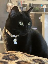 Lost Female Cat last seen Timbergate and staples, Corpus Christi, TX 78413