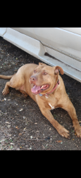 Reunited Male Dog last seen Wynnewood 75224, Dallas, TX 75224