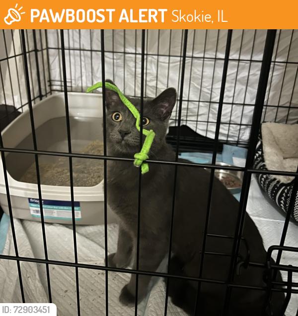 Found/Stray Male Cat last seen Ridgeway and Cleveland, Skokie, IL 60076