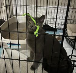 Found/Stray Male Cat last seen Ridgeway and Cleveland, Skokie, IL 60076