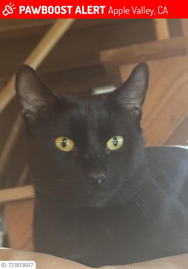 Lost Male Cat last seen To ikan, Apple Valley, CA 92307