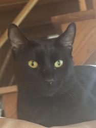 Lost Male Cat last seen To ikan, Apple Valley, CA 92307