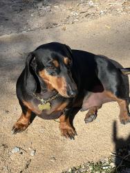 Reunited Male Dog last seen Near white oaks trail, Santa Teresa, NM 88008