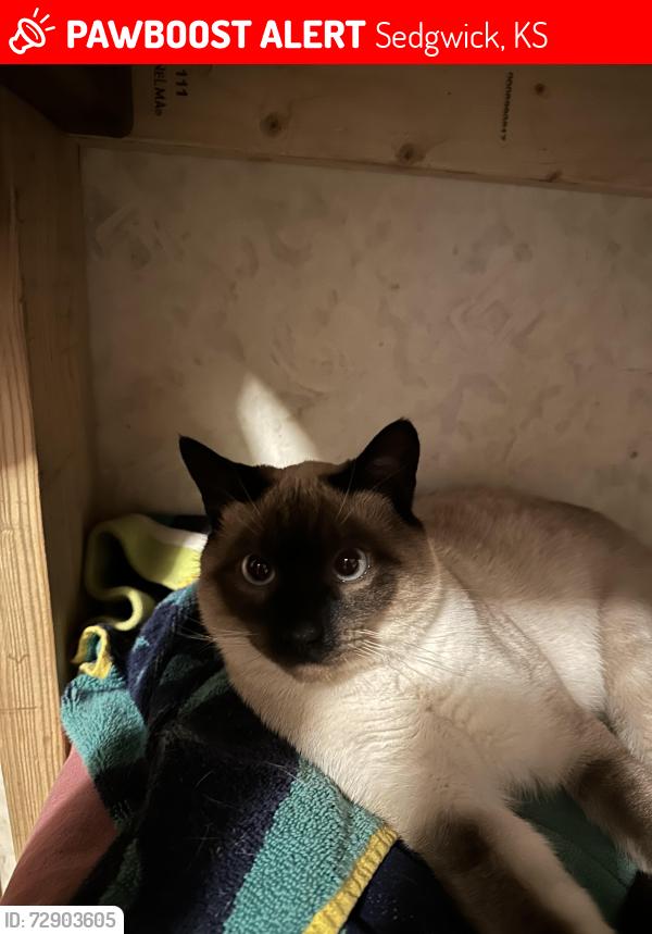 Lost Male Cat last seen Mariah and 103rd W, Sedgwick, KS 67135