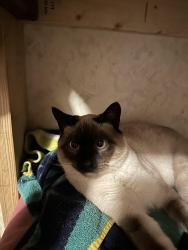Lost Male Cat last seen Mariah and 103rd W, Sedgwick, KS 67135