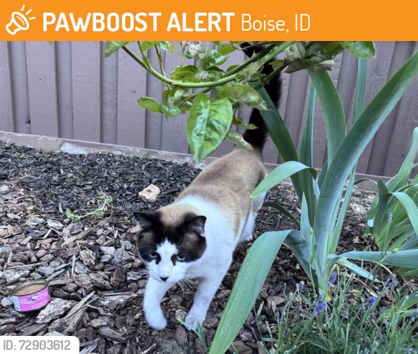 Found/Stray Unknown Cat last seen East Playwright st, Boise, ID 83716