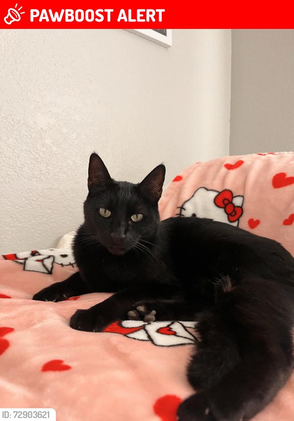 Lost Male Cat last seen 19th St, Alta Loma and Sapphire St, Alta Loma, Rancho Cucamonga, CA 91701