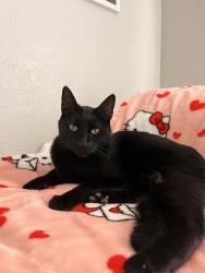 Lost Male Cat last seen 19th St, Alta Loma and Sapphire St, Alta Loma, Rancho Cucamonga, CA 91701
