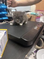 Shelter Stray Female Cat last seen Near Joseph Ct, Decatur 30032, 30032, GA, Atlanta, GA 30341