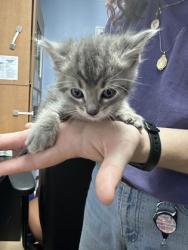 Shelter Stray Male Cat last seen Near Joseph Ct, Decatur 30032, 30032, GA, Atlanta, GA 30341