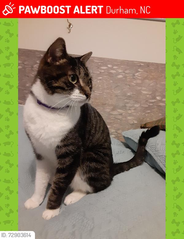 Lost Male Cat last seen Fairntosh Pl,  Durham, NC, Durham, NC 27712