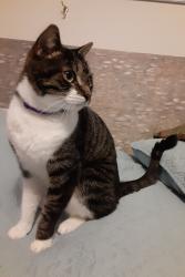 Lost Male Cat last seen Fairntosh Pl,  Durham, NC, Durham, NC 27712