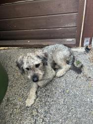 Found/Stray Male Dog last seen Oxnard and Mammoth, Los Angeles, CA 91401