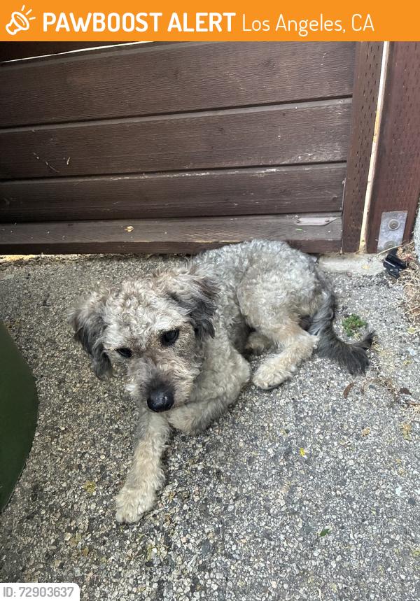 Found/Stray Male Dog last seen Oxnard and Mammoth, Los Angeles, CA 91401