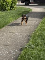 Found/Stray Male Dog last seen NE Kokanee Ln, Wood Village, OR 97060
