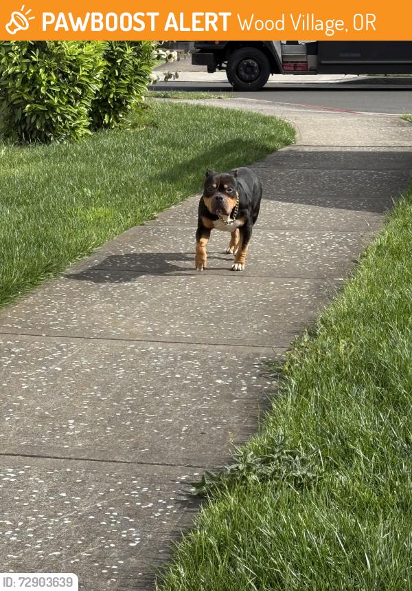 Found/Stray Male Dog last seen NE Kokanee Ln, Wood Village, OR 97060