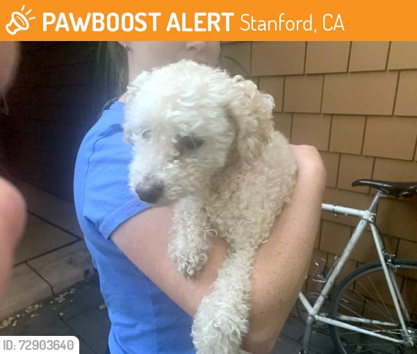 Found/Stray Unknown Dog last seen Stanford and Escondido, Stanford, CA 94305
