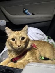 Reunited Male Cat last seen Near E 25th Ave, Columbus, OH 43211, USA, Columbus, OH 43211