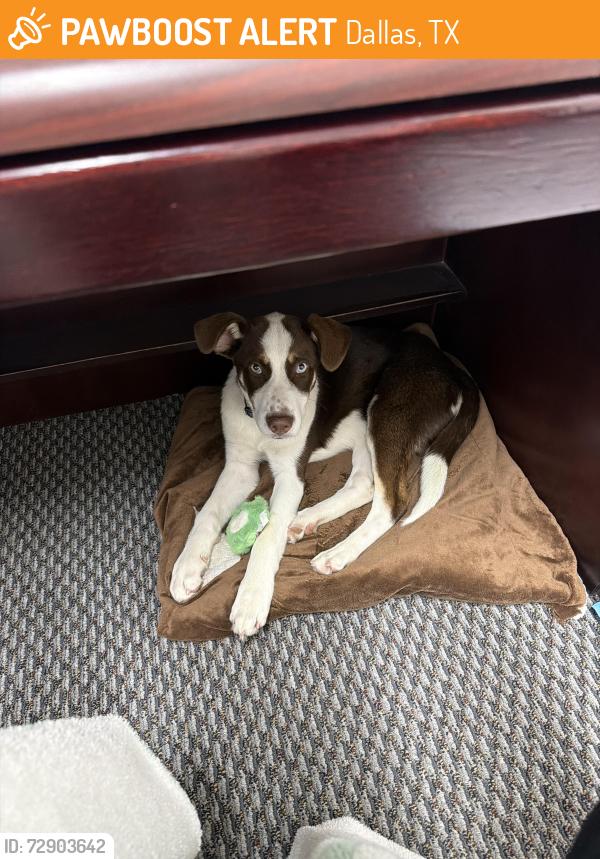 Found/Stray Male Dog last seen Briar Grove and River Hill, Dallas, TX 75287